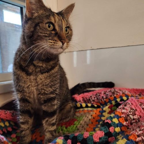 Mia - Foster Home Needed