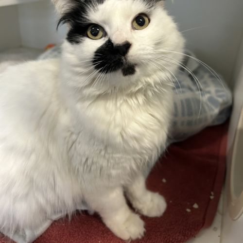 Alice (kiwi)