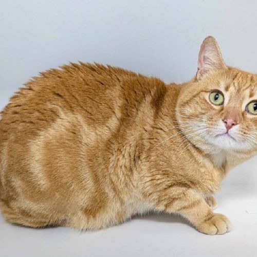 Garfield