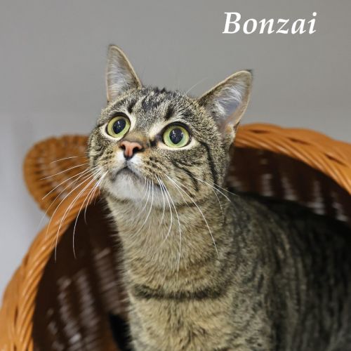Bonzi