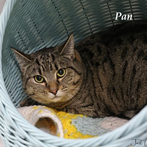 Pan