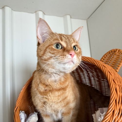 Ollie