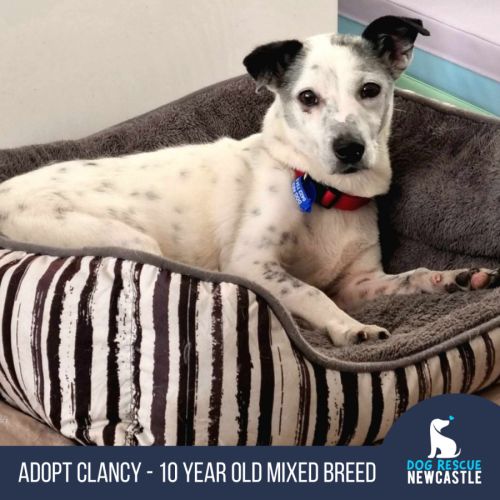 Clancy - 10 Year Old Mixed Breed
