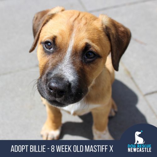 Billie - 8 Week Old Mastiff X (Trial)