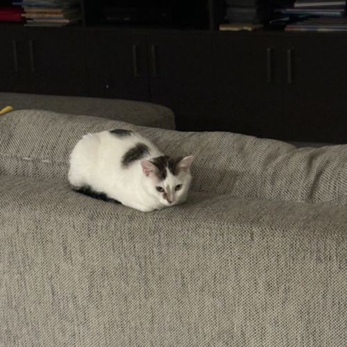 Scarlett meet me @petstock Hastings store 