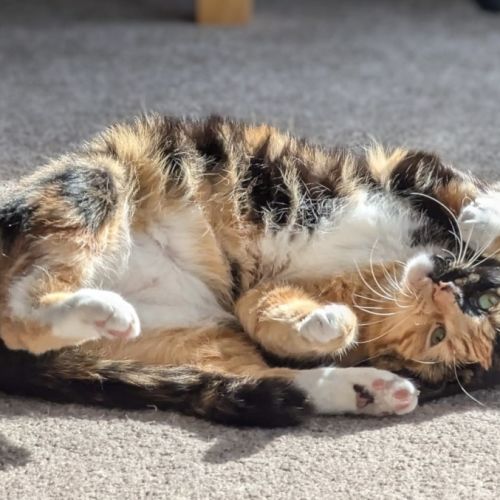 No photo for Chili 🌺