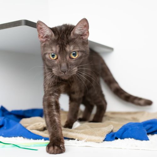 Taylor Swift (margot)