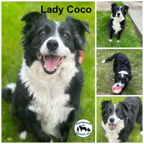 Lady Coco 