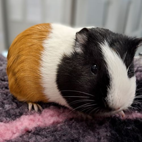 Daphne
