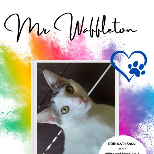 Mr Waffleton 