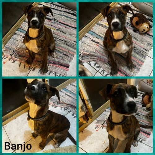 Banjo