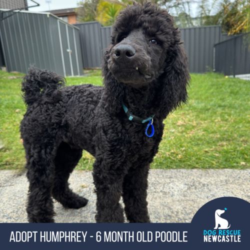 Humphrey - 6 Month Old Poodle