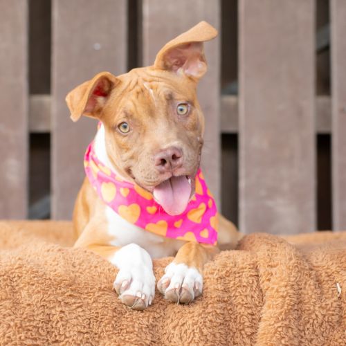 Buttercup (previously Carrie)