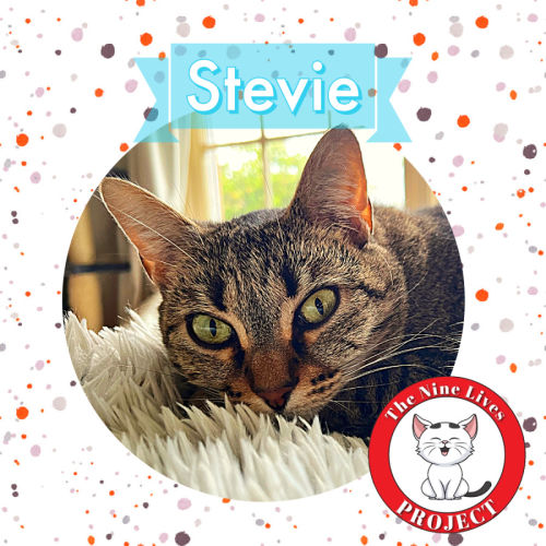 No photo for Stevie *9 Lives Project Rescue*
