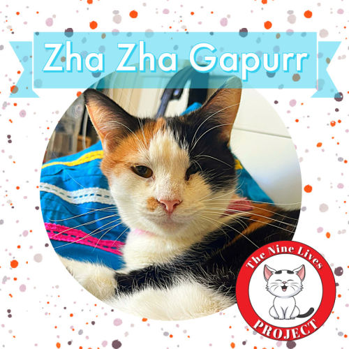 Zha Zha Gapurr *9 Lives Project Rescue*