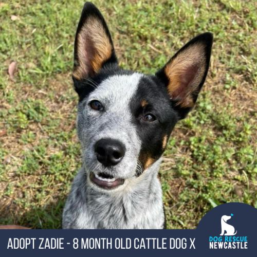 Zadie - 8 Month Old Cattle Dog X (Trial)