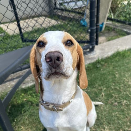 Bindi