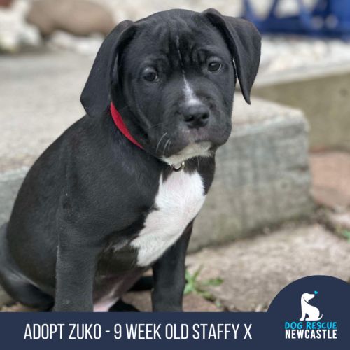 Zuko - 9 Week Old Staffy X