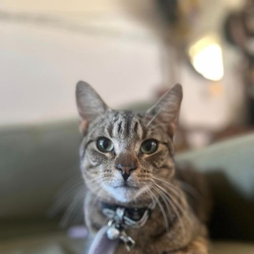 No photo for Mortadella