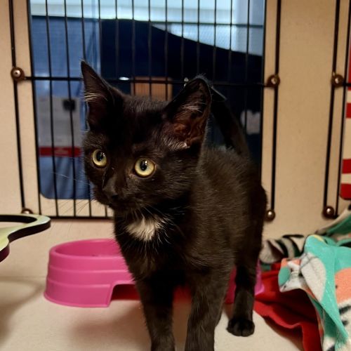 Salem