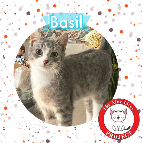 Basil & Oriana *9 Lives Project Rescue*