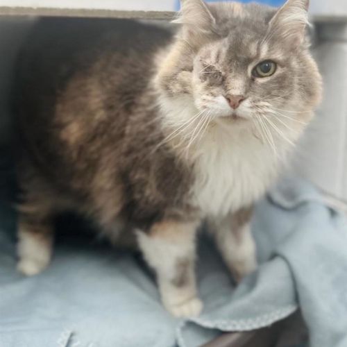 Sooty Puss