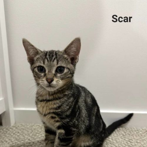 Scar