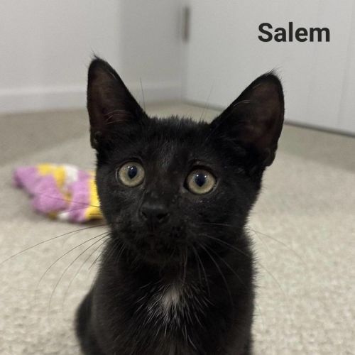 Salem