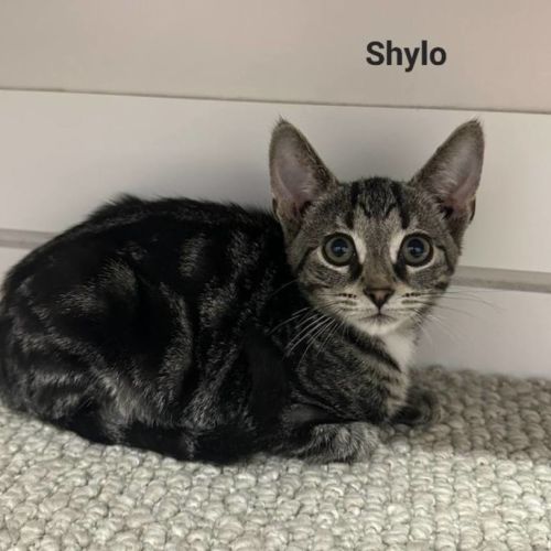 Shylo