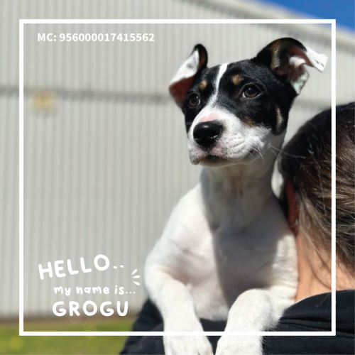 Grogu