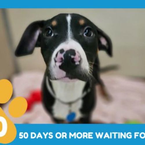 Shadow