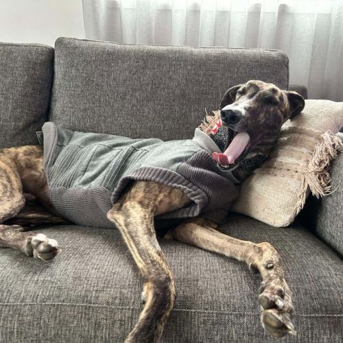 Teddy, the greyhound