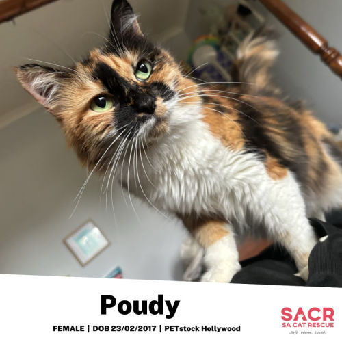 Poudy