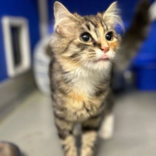 Daphne