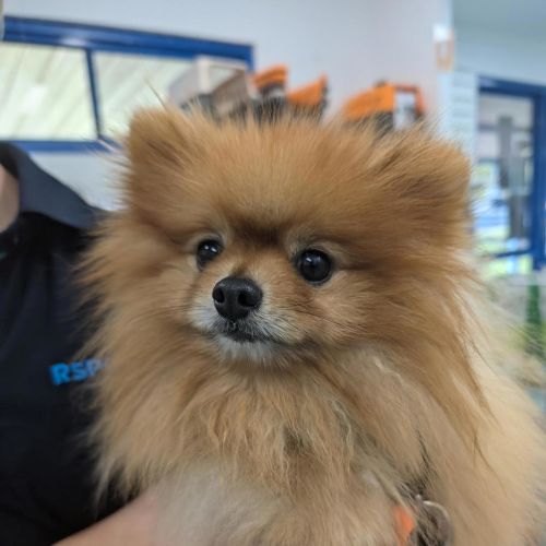 Peanut
