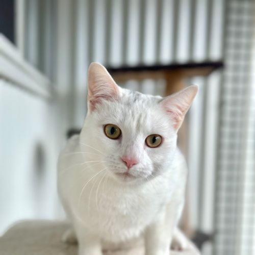 Ally Cat 