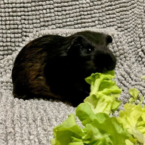 Gabriel