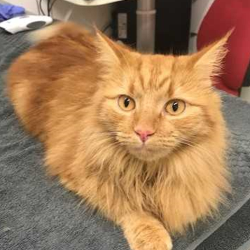 Gingie