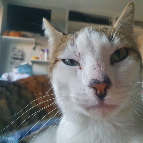 No photo for The Captain