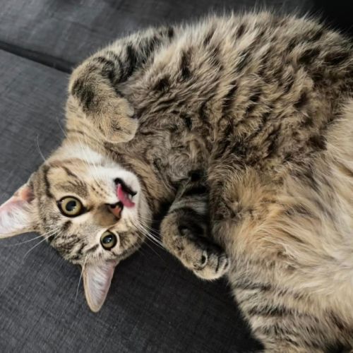 No photo for Rick Astley