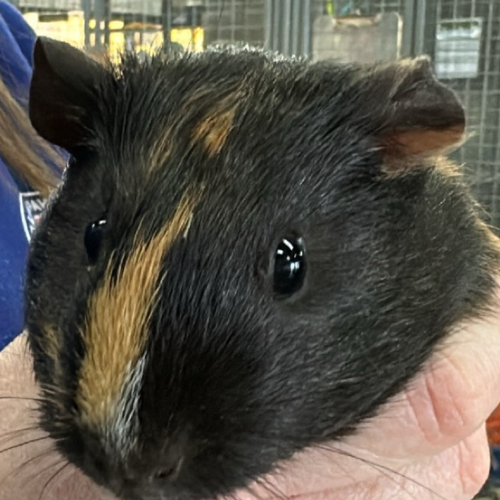 Mary (bonded To Josephine)