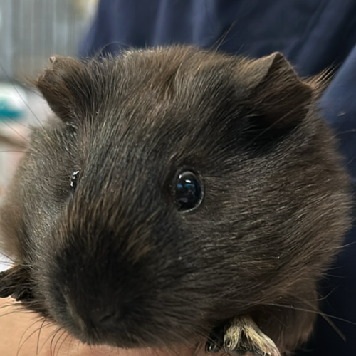 Josephine (bonded To Mary)