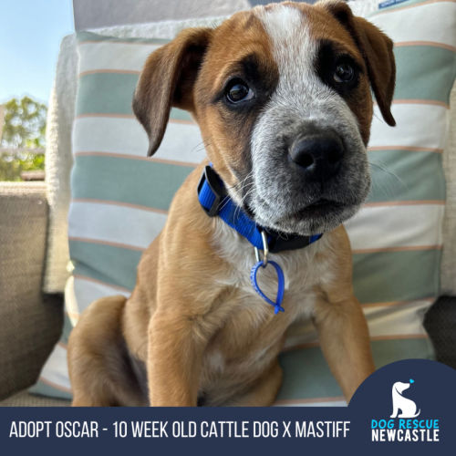 Oscar - 10 Week Old Cattle Dog X Mastiff (Trial)