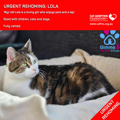 Lola Private Rehoming No Charge!