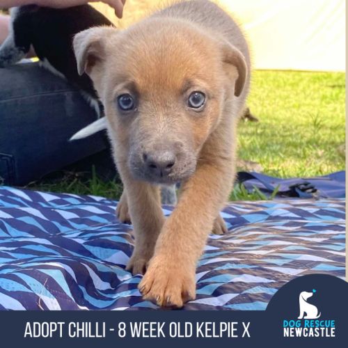 Chilli - 8 Week Old Kelpie X (Trial)