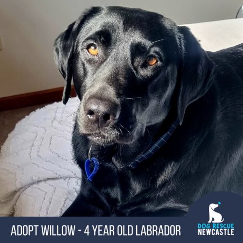 Willow - 4 Year Old Labrador