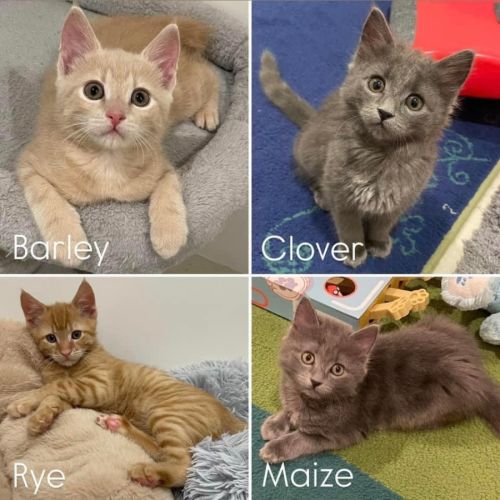 11069/70/71/72 - Barley, Clover, Maize & Rye