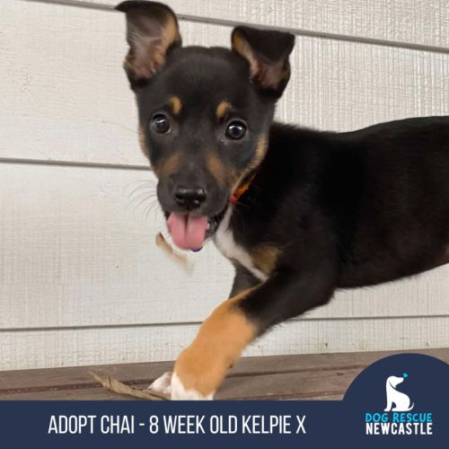 Chai - 8 Week Old Kelpie X (On Trial)