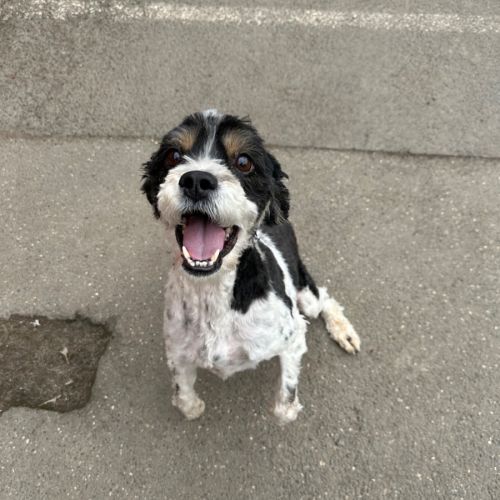 Gizmo