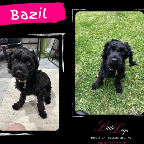 Bazil